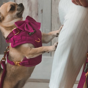 Op de afbeelding: Een kleine, lichtbruine chihuahua met een roze fluwelen harnas met een gouden gesp en een grote roze strik. Het harnas heeft de tekst "Puppy Fashion" erop. De hond kijkt naar rechts in de afbeelding.