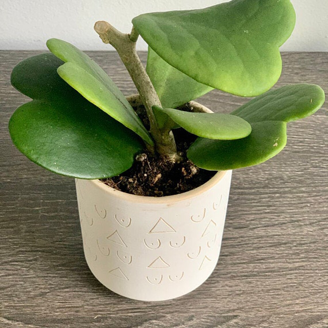 Hoya Kerrii SweetHeart Hoya Live Plant 4 Etsy