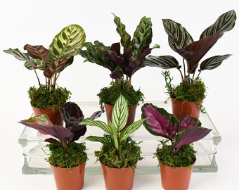 Calathea Bundle - PAK 4