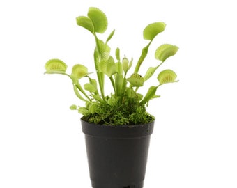 2.25" Venus Fly Trap in Bubble