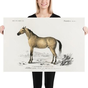 Horse Poster, Vintage Home Art, Home Décor, Wall Art, Wall Decor. Housewarming Gift, Bedroom, Living Room,