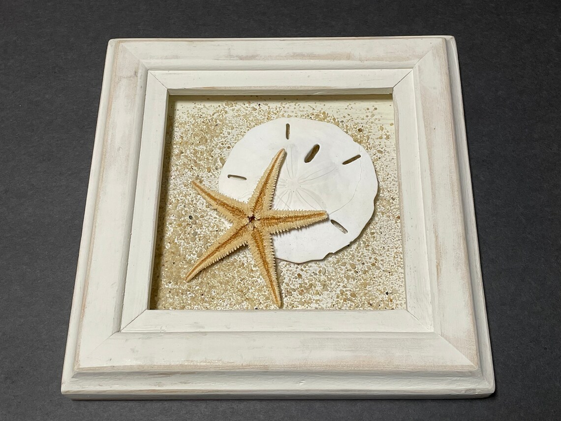 Seashell shadow box Etsy