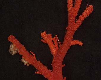 Natural Red Coral, Branches of Coral, Coral Tree, Coral Reef Cluster, Undyed, Unpolished 309gr (S-149)