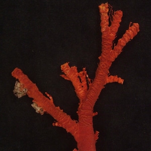 Natural Red Coral, Branches of Coral, Coral Tree, Coral Reef Cluster, Undyed, Unpolished 309gr (S-149)