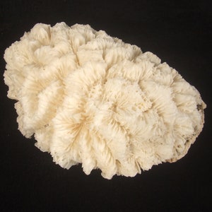 RARELY Natural Mushroom White Coral, Collectible Coral Specimen 370gr S-083