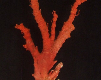 Natural Red Coral, Branches of Coral, Coral Tree, Coral Reef Cluster, Undyed, Unpolished 540gr (S-156)