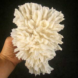 Natural Cactus White Coral, Collectible Coral Specimen, gift, wedding decor 375gr S-193