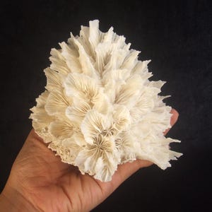 Natural Cactus White Coral, Collectible Coral Specimen, gift, wedding decor 210gr S-191