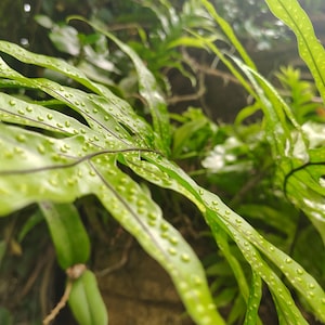May include: Close-up of a green plant with long, textured leaves. The leaves have small, round, light green spots and a dark green vein pattern. The background is blurred, showing other green foliage and brown branches.