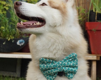 Noeud Papillon Pour Chats Etsy France