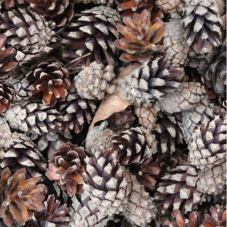 May include: A close-up image of a pile of brown and gray pine cones. The pine cones are arranged in a random pattern and some are partially open.
