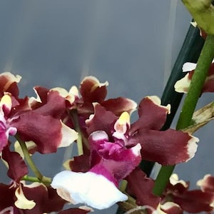 Onc Aka Baby Raspberry Chocolate HCC/AOS Starter Orchid Plant  50 Shades of Aloha