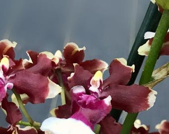 Onc Aka Baby Raspberry Chocolate HCC/AOS Starter Orchid Plant  50 Shades of Aloha