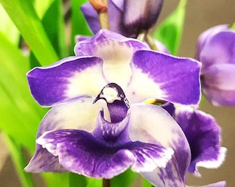 Zygonisia MurasakiKomachi 'Blue Hawaii' Bloom Size Orchid Plant..... 50 Shades of Aloha