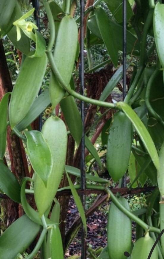 Chromo MADAGASCAR Orchidées Vanille 