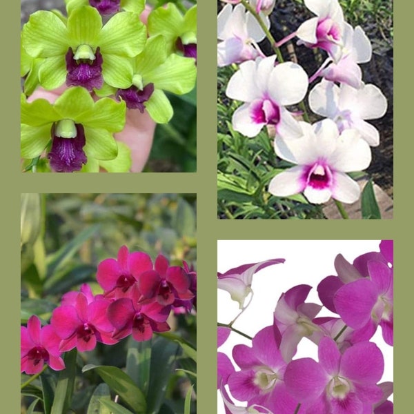 From 16 varieties and colors BOX Special of (4)  Assorted Dendrobium Intermediate Starter Orchid Plants...... 50 Shades of Aloha