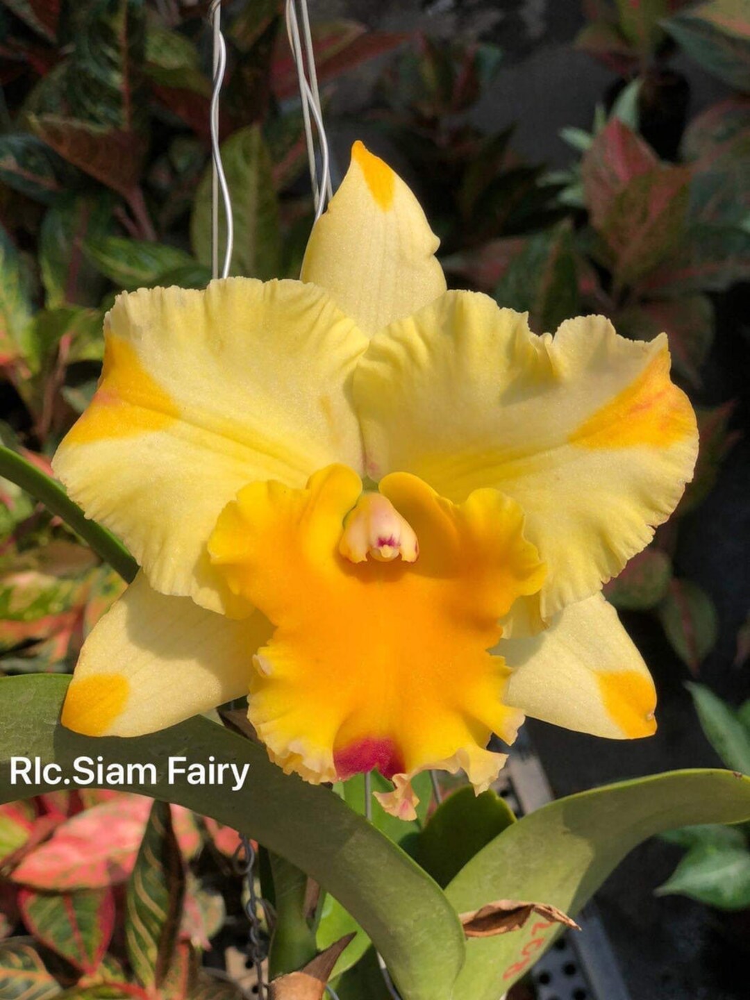 ORCHID FLASK Rlc . Siam Fairy Multi Colored Orchid Flask From Etsy