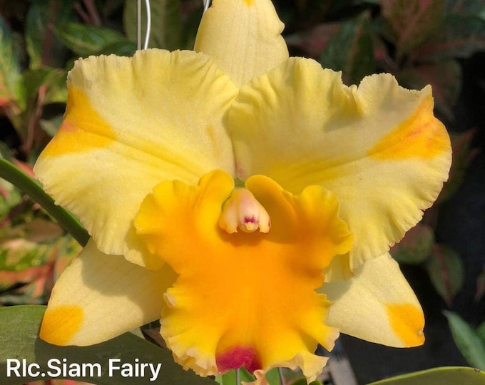 ORCHID FLASK Rlc . Siam Fairy, Multi Colored Orchid Flask From Thailand