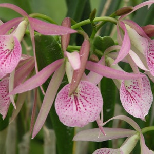 RC Maikai Mayumi Orchid Plant Bare Root .......... 50 Shades of Aloha