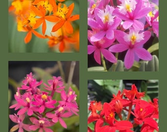 Epidendrum (3) Mystery Colors Orchid Plant Bare Root. Lot of (3) rooted stems.... 50 Shades of Aloha