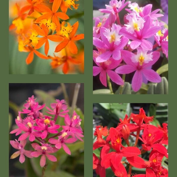 Epidendrum (3) Mystery Colors Orchid Plant Bare Root. Lot of (3) rooted stems.... 50 Shades of Aloha