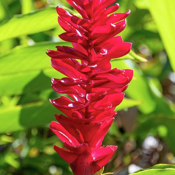 RED HAWAIIAN Ginger Plant Hawaii Grown