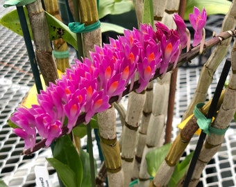 BLOOM SIZE Dendrobium Secundum is also known as the "Toothbrush Orchid" Orchid Plant. Hawaii Grown