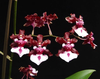 Brs Aunty Diana Aki Malika Orchid Plant Bare Root. 50 Shades of