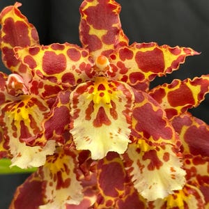 May include: Close-up of a vibrant orchid flower with a striking pattern. The petals display a mix of deep red and bright yellow spots, creating a unique spotted design. The flower's center is a lighter yellow, adding contrast against the dark background.