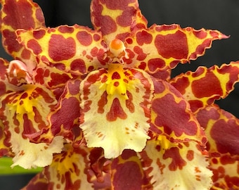 Brs Aunty Diana Aki Malika Orchid Plant Bare Root. 50 Shades of