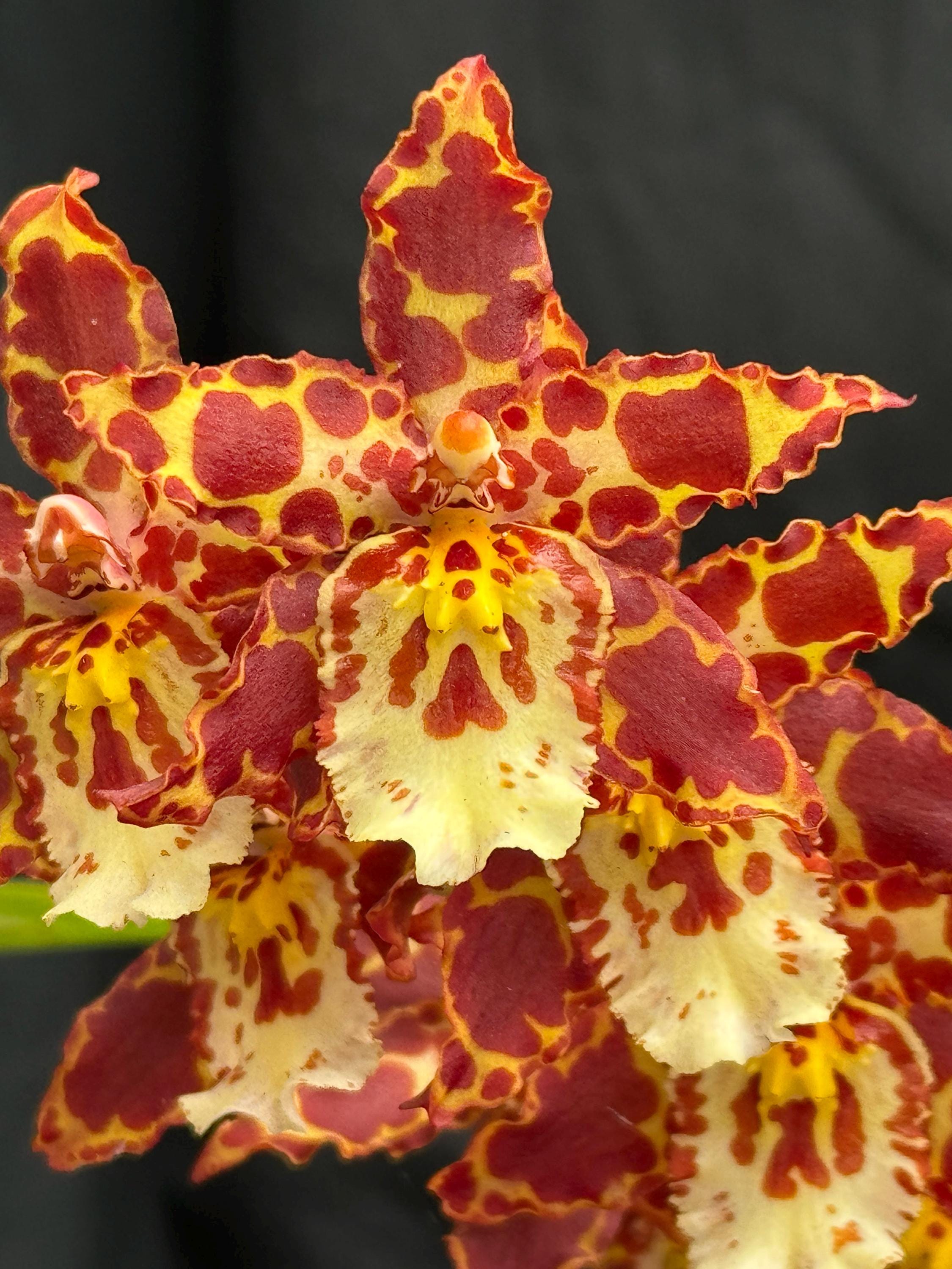 Wilsonara Eye Candy 'penny Candy' Well Established Starter Orchid