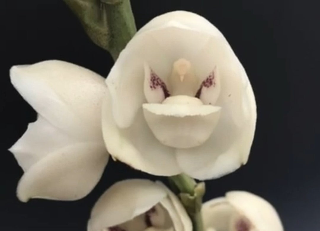 Rare Dove Orchid PERISTERIA ELATA Orchid Plant Bloom Etsy