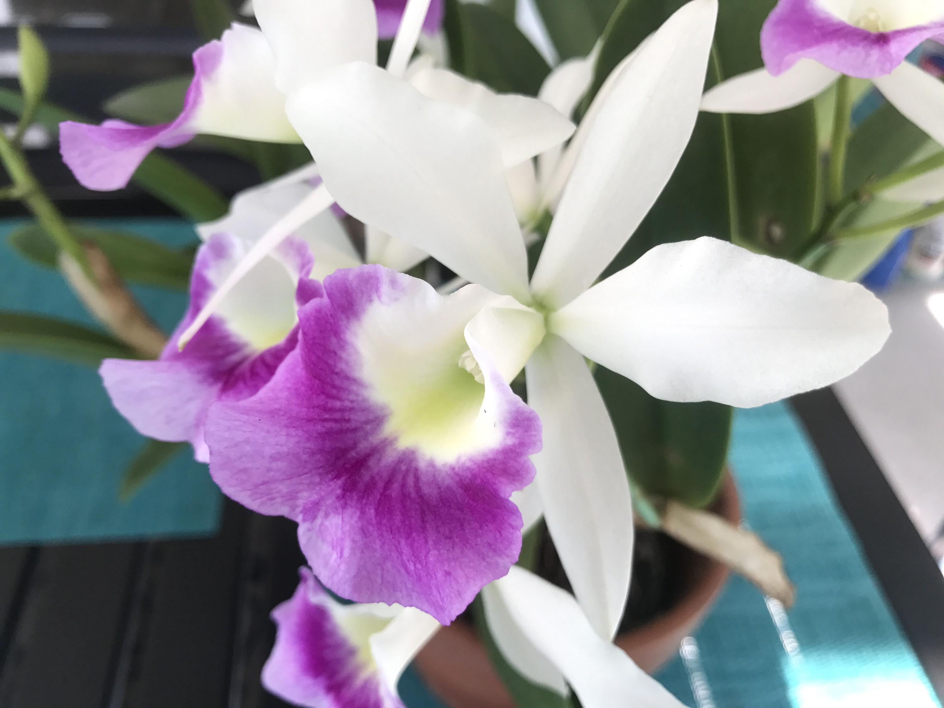 Brassocattleya Hawaii Stars 'paradise' Intermediate Starter Orchid