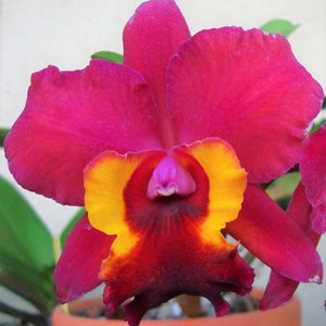 Pot Immaculate Heart Hilo Red Orchid Plant Bare Root