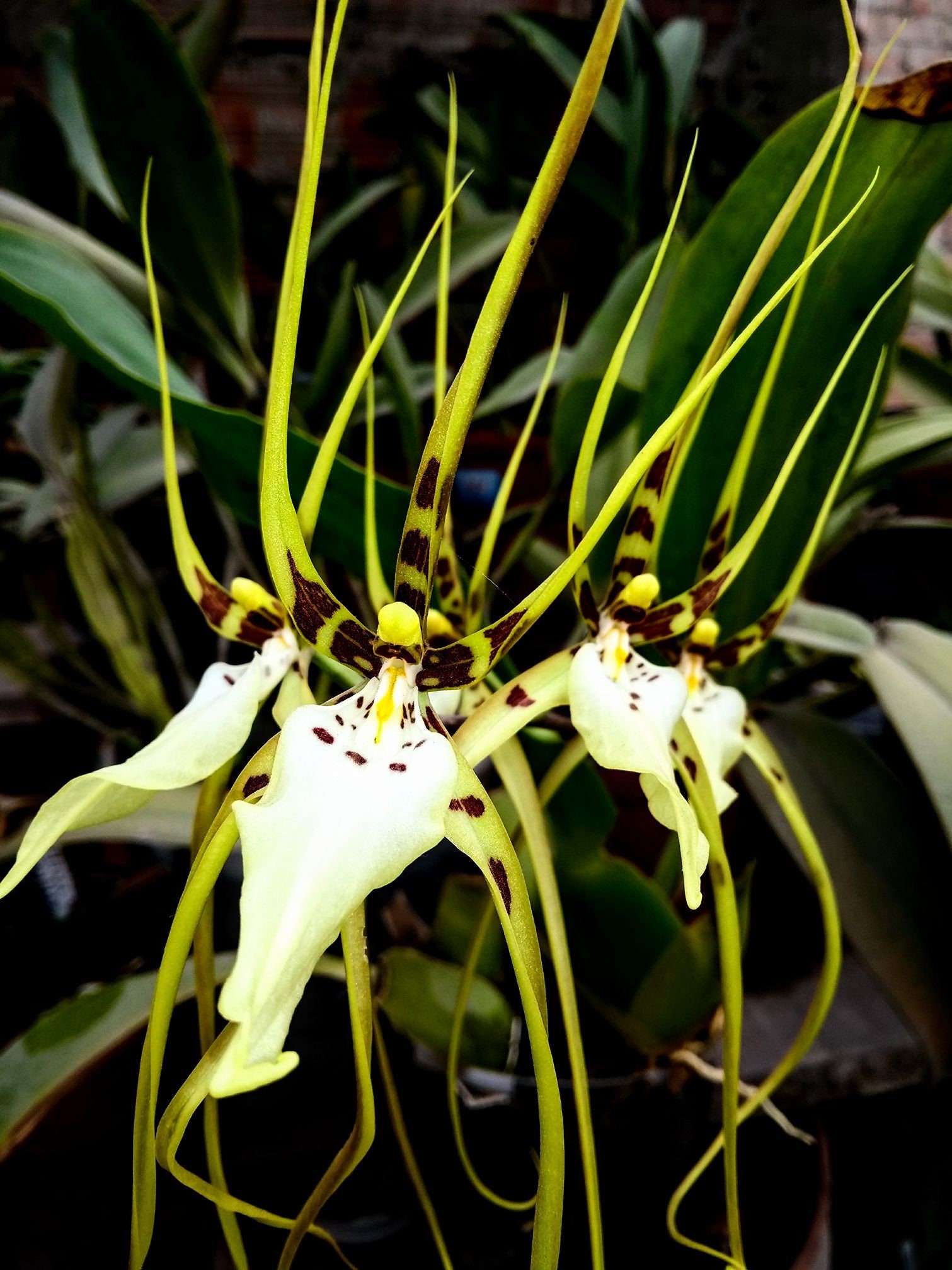 Brs Aunty Diana Aki Malika Orchid Plant Bare Root. 50 Shades of