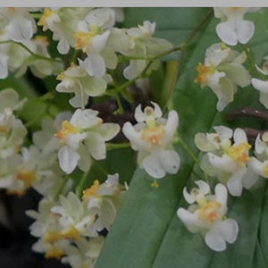 Oncidium Twinkle 'Fantasy' Orchid Plant...... 50 Shades of Aloha