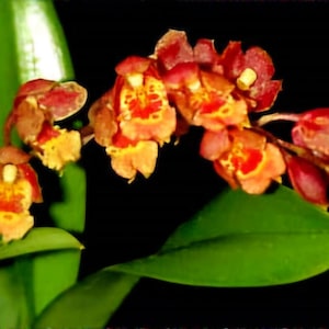 Lava Burst Pacific Sunrise Starter Orchid Plant BLOOM  Size (Pic reflects color variation from original listing in current stock)