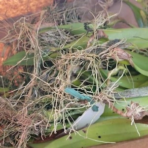 A Box of 6-8 Rescue Orchid bulbs, canes, plants of random assortment of orchid plant items. Orchid Hobbyist Special ....