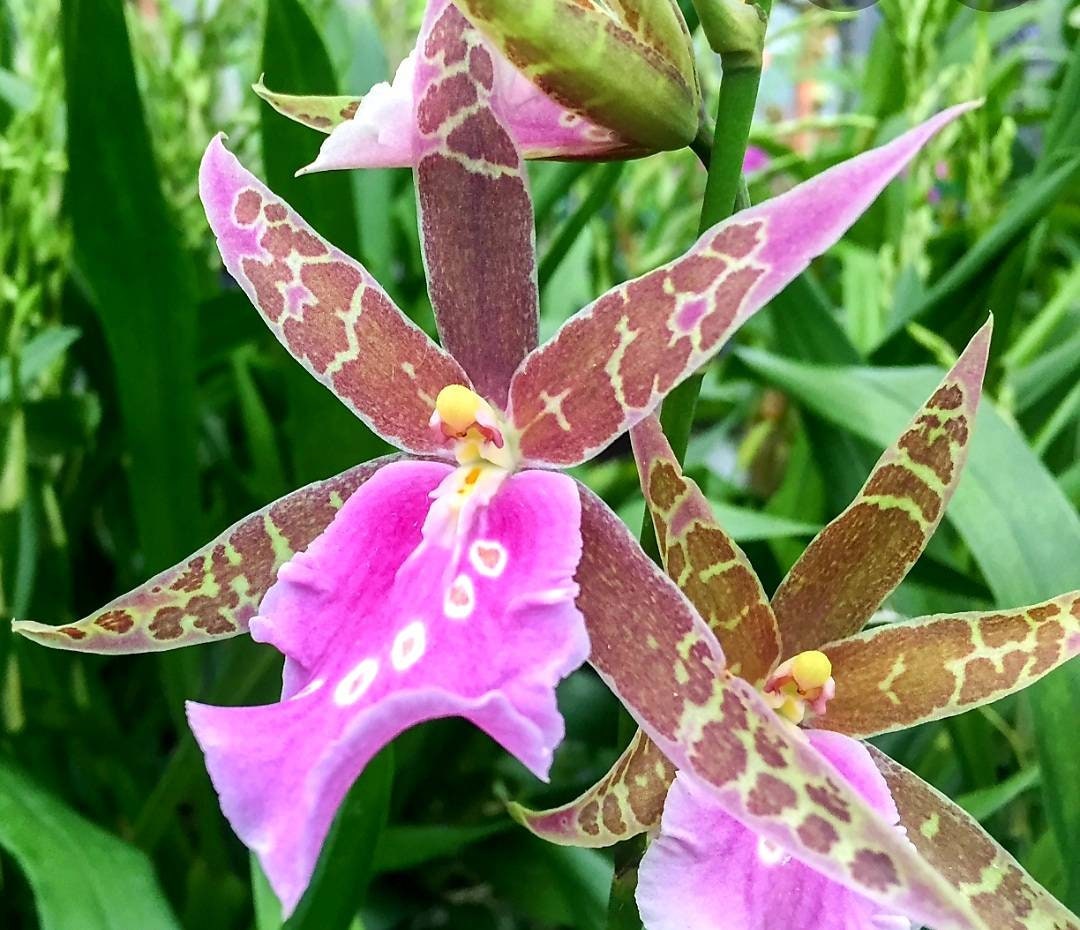 LAVENDER KISS Lavender Taffy Hybrid Miltassia Orchid Plant - Etsy