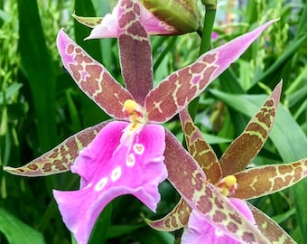 LAVENDER KISS Lavender Taffy Hybrid Miltassia Orchid Plant - Etsy