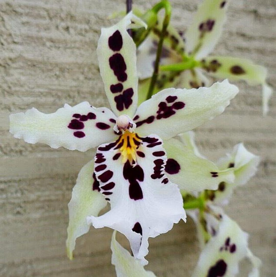Beallara Snowblind ‘sweet Spots’ Well Established Orchid Plant - Etsy