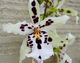 Brs Aunty Diana Aki Malika Orchid Plant Bare Root. 50 Shades of