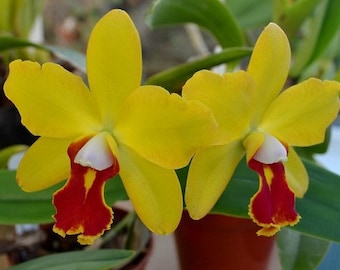 Sc. June Bug 'Venice Sunshine', AM/AOS x B Nodosa bare root Orchid Starter Plant. Hawaii Grown