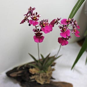 May include: A vibrant magenta orchid plant with multiple blooms. The flowers have a unique shape and a dark maroon center with yellow accents. The plant is mounted on a piece of driftwood, showcasing its natural beauty.