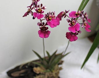 Tolumnia Popoki ‘Mitzi’ is a miniature, award‑winning Tolumnia hybrid well established orchid plant