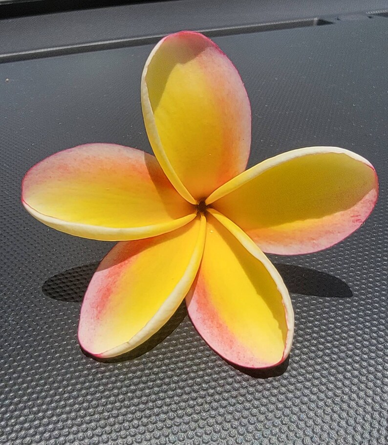 Lei Rainbow Plumeria Cutting 6 inch Etsy