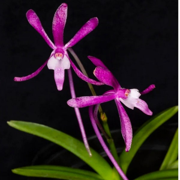 V. falcata x sib - (Magenta color)