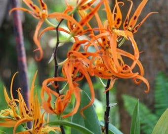 Brassada Orange Delight ‘Hilo Sunrise'  orchid plant