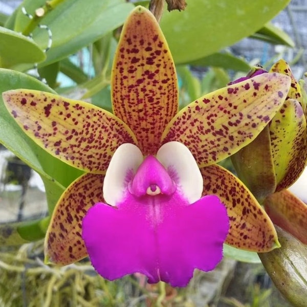 Cattleya Ratsima Spot (Fragrant) Bloom Size Orchid Plant..... 50 Shades of Aloha