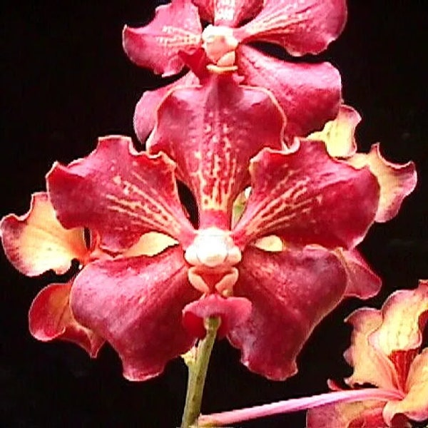 Vanda Motes Hot Chestnut Orchid Starter Plant. Hawaii Grown